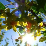 Ribes aureum Floare