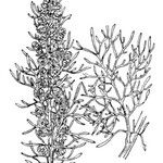 Artemisia chamaemelifolia Arall