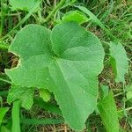 Cucumis dipsaceus Feuille