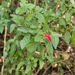 Scutellaria incarnata Flower