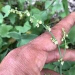 Rumex scutatus Kvet