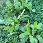 Rumex confertus عادت داشتن