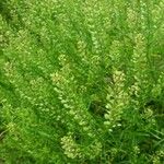 Lepidium virginicum 果實