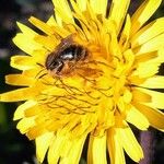 Sonchus arvensis Çiçek