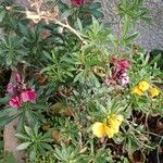 Erysimum × cheiri Хабит