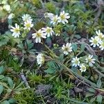 Draba verna عادت داشتن