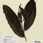 Heteropsis flexuosa Hoja