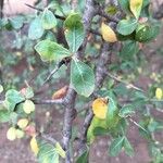Commiphora glandulosa पत्ता