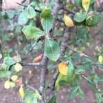 Commiphora glandulosa Blad