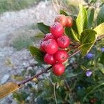 Sorbus chamaemespilus Frukto