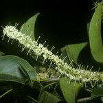 Roupala montana Floare