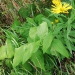 Doronicum austriacum Buveinė