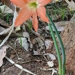 Hippeastrum puniceum Floare