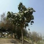 Pterospermum acerifolium Blad