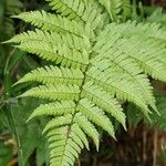 Dryopteris erythrosora 葉