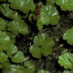 Gunnera magellanica Λουλούδι