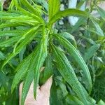 Solidago canadensisLeaf