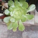 Aeonium castello-paivaeΦύλλο