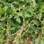 Oxygonum sinuatum অভ্যাস