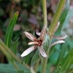 Oenothera stricta Fruto