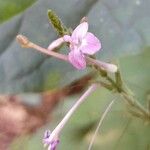 Pachystachys dubiosa Flower