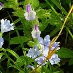 Salvia viridis Kvet