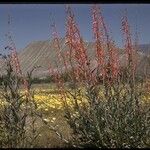 Penstemon centranthifolius Costuma