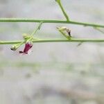 Scrophularia striata Flower