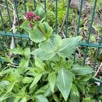 Centranthus spp. Flor