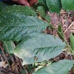 Turraea cabrae Leaf