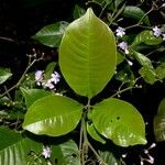 Vitex cooperi Otro