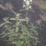 Galeopsis segetum Habit