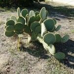 Opuntia oricola Hàbitat