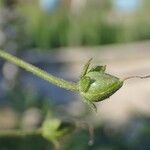 Verbascum phoeniceum Fruit