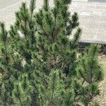 Pinus mugo 整株植物