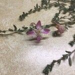 Silene succulenta Flower
