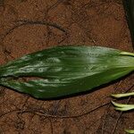 Corymborkis corymbis Leaf