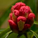Rhododendron strigillosum Blüte