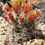 Echinocereus viridiflorus ശീലം