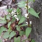 Lamium album Habitus