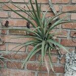 Tillandsia utriculata Leaf