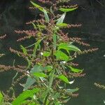 Rumex obtusifolius Gyümölcs