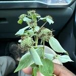 Pycnanthemum muticum Flower