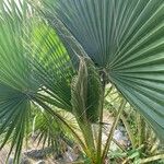 Washingtonia robusta Hoja