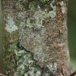 Antirhea borbonica 树皮