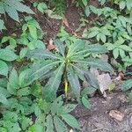 Dichorisandra thyrsiflora 葉