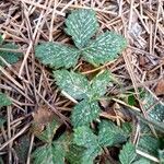 Fragaria vesca 叶