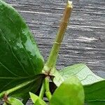 Hypericum androsaemum Bark