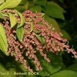 Gesnouinia arborea Φρούτο