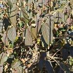 Viburnum rhytidophyllum Blatt